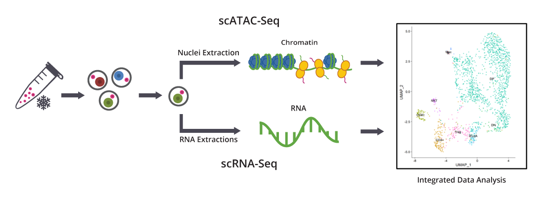 scATAC-seq.png