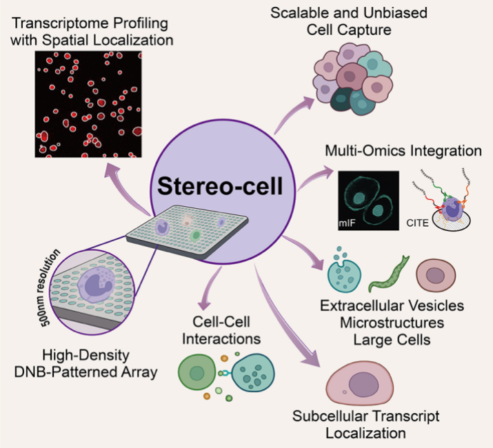 我国科研机构发布细胞组学技术Stereo-cell—新闻—科学网